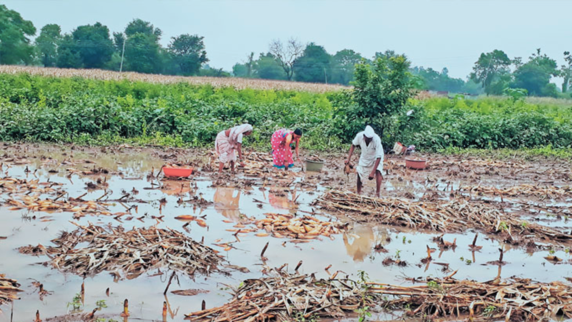 Latur agriculture loss